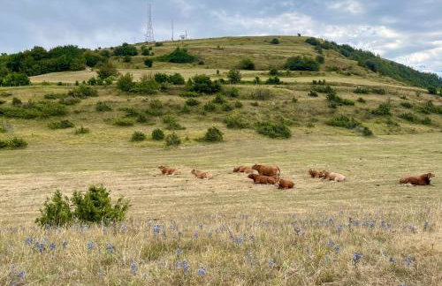 Chalet Leonard House in the wood - Foto 38