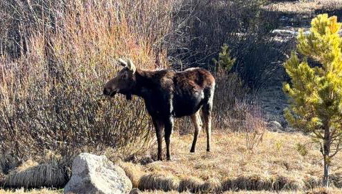 Blue Buffalo Resort - Foto 2