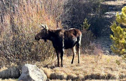 Blue Buffalo Resort - Foto 2