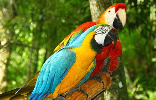 Tambopata Parrot Clay Lick Tour: 6 Days - Photo 6