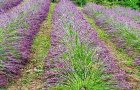 Villa Darabos - Foto 52