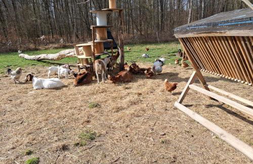 Pension Ronnys wilde Wiese - Foto 35