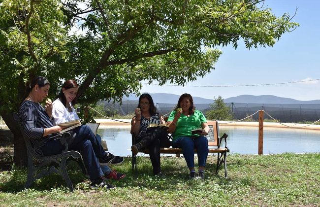 Visita a una huerta de manzanas - Foto 4
