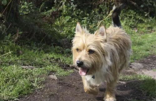 Holiday Home Idyllisches-haustierfreundliches Landhaus Lavender by Interhome - Photo 18