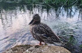 House Notturno - Photo 37