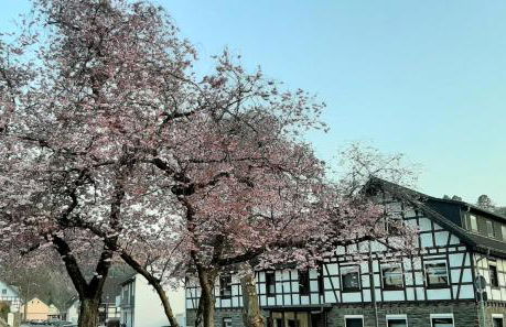 VivaNatura Eifelferienappartement - Photo 13