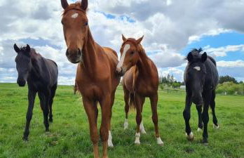 Domek Mazury - Jezioro Orzysz - Foto 42