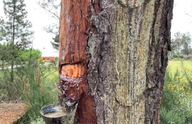 Casa De Ferias Santos - Foto 39