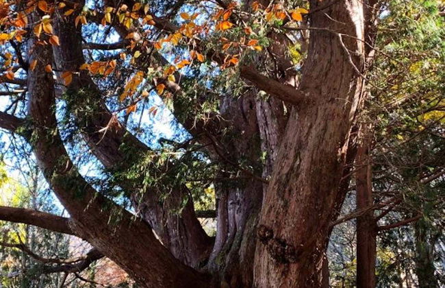 Tour por Shirakawago e Hirayu Onsen - Foto 2