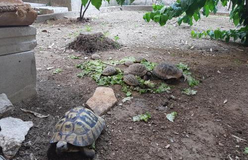 Villa Spanjol - Foto 40