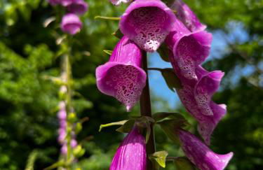 Tig Cottage - a rural, quirky, pet friendly 2 bedroom cottage near Ballantrae - Foto 41
