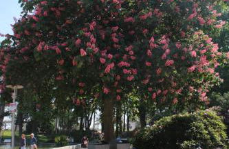 Premium-Apartment-OstseePur-incl Parken-Wlan-Strand und Citynähe - Foto 22