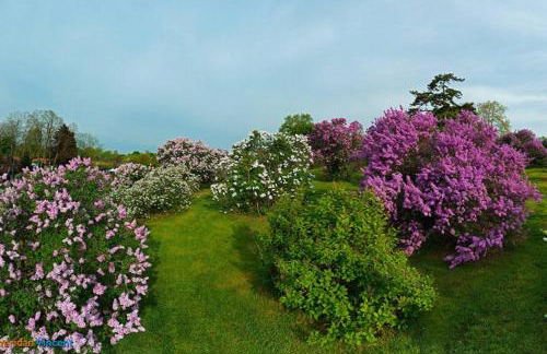 Private Attic room in shared home Near U of R - Photo 31