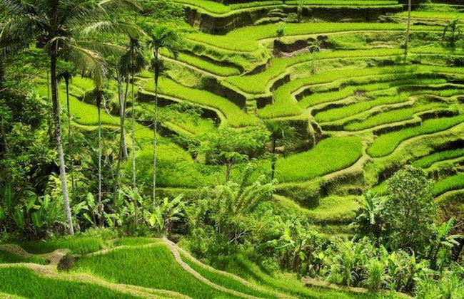 Green View Private Villas - Foto 66