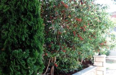 Chrysandra - Foto 28