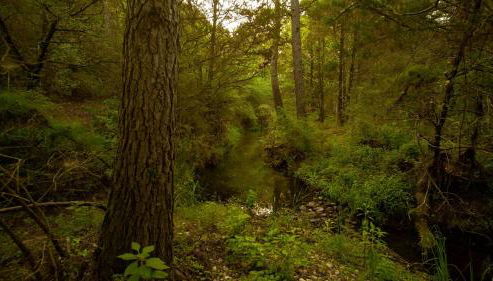 Gorgeous Glamping Yurt for a Unique Romantic Getaway near Austin - Photo 5