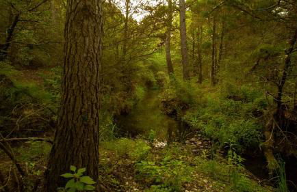 Gorgeous Glamping Yurt for a Unique Romantic Getaway near Austin - Foto 5