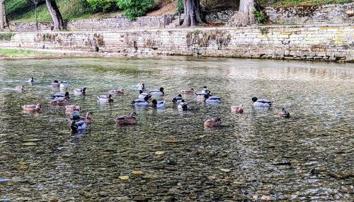 La Tuilerie - Foto 5