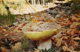 Siedlisko Gruszki Puszcza Białowieska - Foto 56