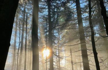 Haus Wiesenblick - Foto 32