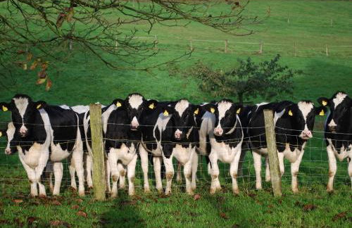 Stöltings Landhaus - Foto 48