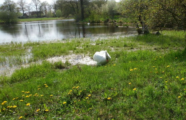 Elbwiesenhaus Modern Retreat - Foto 34