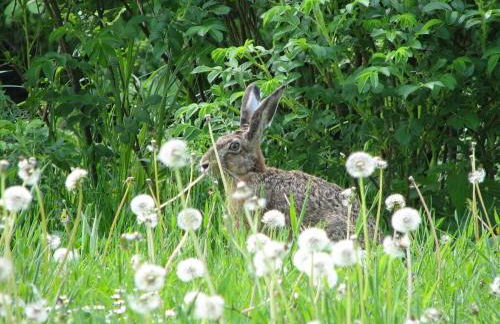 Romantic Thatched Roof House - Foto 61