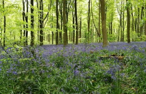 The Old Chapel - Photo 16