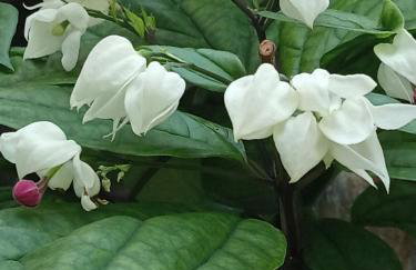 Giaglakis Rooms - Foto 78