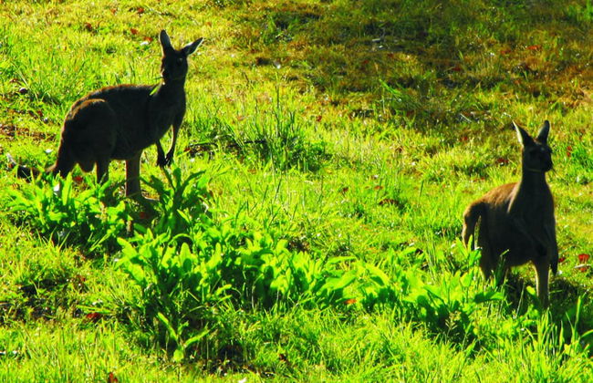 Karma Chalets - Photo 58