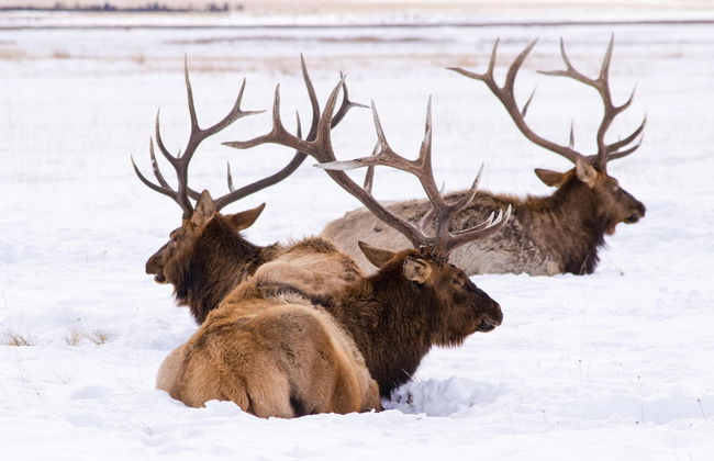 Aspen Springs Angel fire - Foto 51