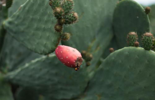 Arcadia Agriturismo - Foto 25