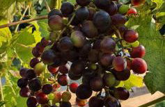 Green Willow Siedlisko - Foto 25