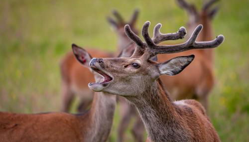 Farragon Luxury Glamping Pod with Hot Tub & Pet Friendly at Pitilie Pods - Foto 4