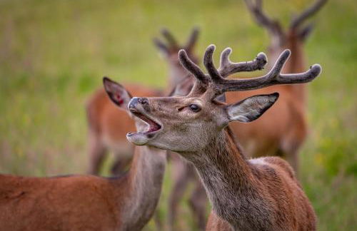 Farragon Luxury Glamping Pod with Hot Tub & Pet Friendly at Pitilie Pods - Foto 4