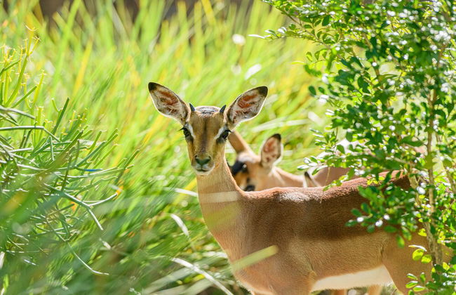 San Lameer Villa Rentals 2702 - Foto 28