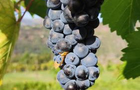 Quinta da Riba Má - Foto 61