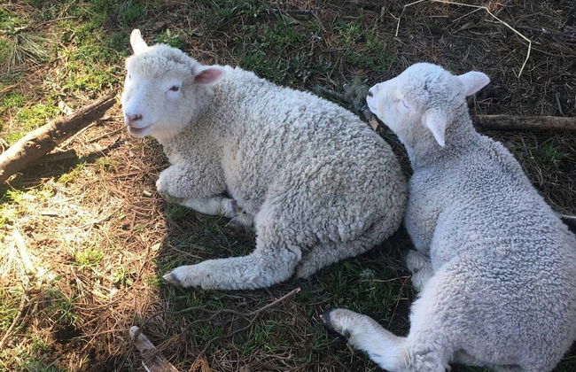 Cabana En La Pradera Lindo Paisaje En Pucon - Foto 20