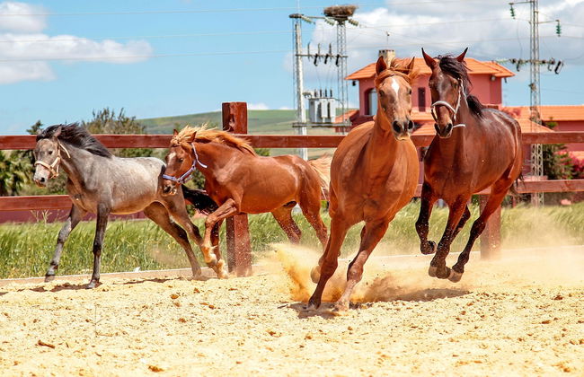 Dar Ichkeul - Foto 30