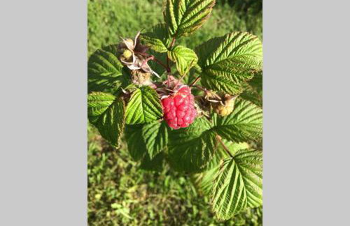 Widokówka Kaszuby - Foto 23