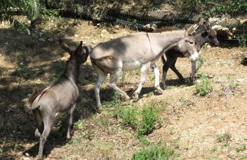 Il Vignale - Foto 29