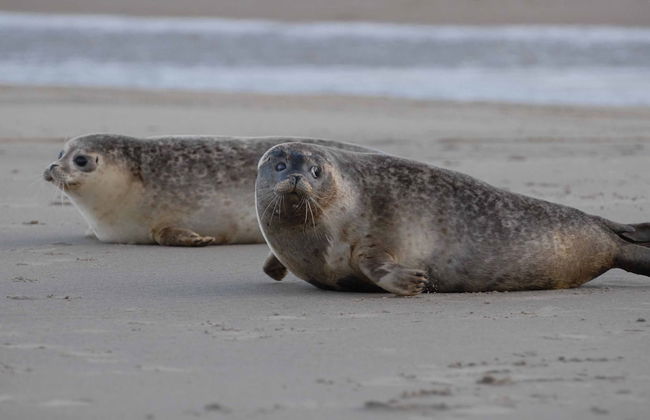 Big Holiday Home Near the North Sea Beach - Foto 14