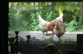 Scorrabrae Orphir Mainland Orkney South Shore Retreat - Photo 41