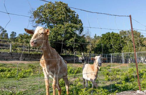 Casa de Aldeia - Foto 19