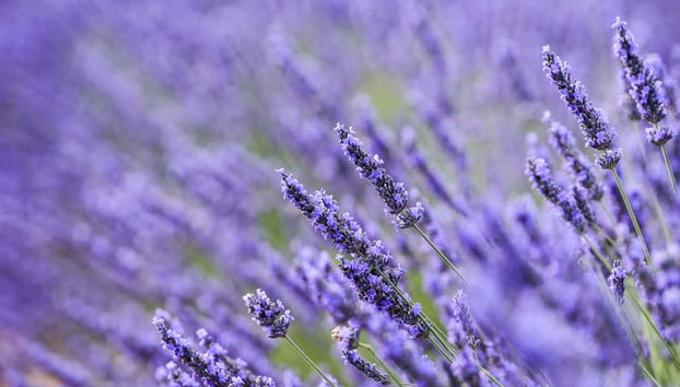 Brihuega Lavender Fields + Distillery Tour - Foto 3
