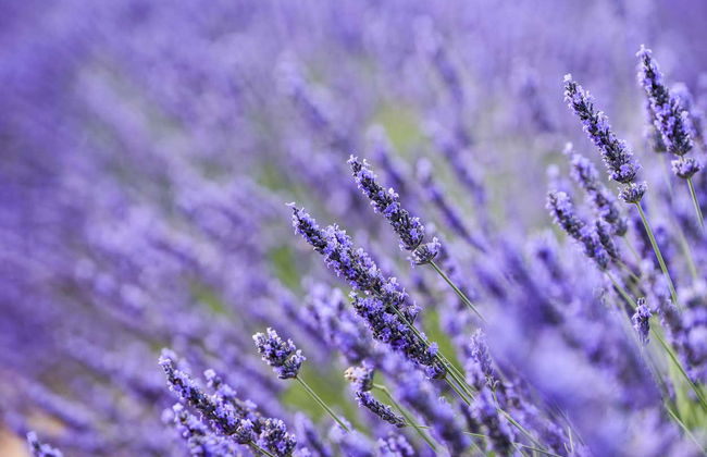 Brihuega Lavender Fields + Distillery Tour - Foto 3