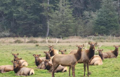 Redwood Farmhouse in the Orick Valley - Photo 43