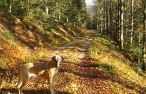 Ferienwohnung GABI - Foto 49
