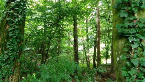 Casa "Dolina Kraljevac" - Foto 5