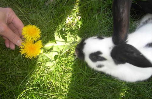 Panorama Ferienwohnungen Thiem - Foto 31